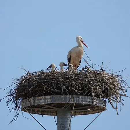 Himmelblau Σπίτι διακοπών Zerpenschleuse